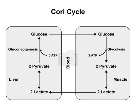 Cori-Zyklus auf weißem Hintergrund, Illustration.