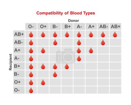 ABO blood type compatibility, illustration.