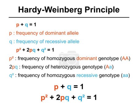 Principio de Hardy-Weinberg, ilustración.