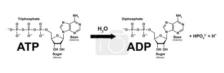 Diseño científico del ciclo ATP-ADP, ilustración.