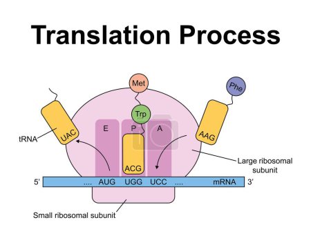 Scientific Designing Of Translation Process. Colorful Symbols. Illustration.