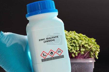 Foto de Envase de sulfato de zinc (ZnSO4) en mano. Compuesto cristalino blanco utilizado en diversas aplicaciones industriales, como la producción de fertilizantes y complementos para alimentación animal. - Imagen libre de derechos