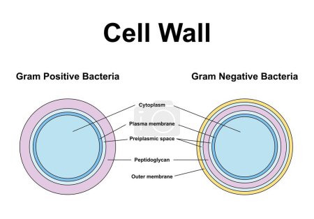 Gram positif et Gram négatif bactéries, illustration.