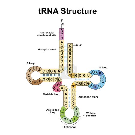 Transfer-RNA auf weißem Hintergrund, Abbildung.