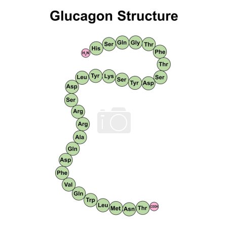 Wissenschaftliche Gestaltung der Glukagon-Struktur, Illustration.