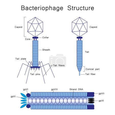 Bunte Illustration der Bakteriophagen-Struktur. Entwickelt auf weißem Hintergrund. Bunte Symbole.
