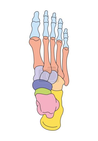 Wissenschaftliche Gestaltung der Anatomie der Fußknochen. Menschliche Fußstruktur. Bunte Symbole. Vektorillustration.