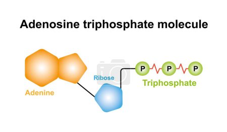 Illustration der Struktur des Adenosintriphosphat-Moleküls. Bunte Symbole.