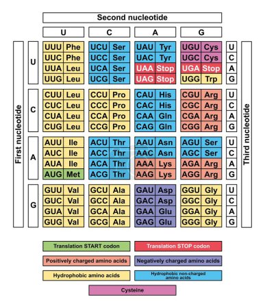 Foto de Tabla de codones ARN, ilustración. - Imagen libre de derechos
