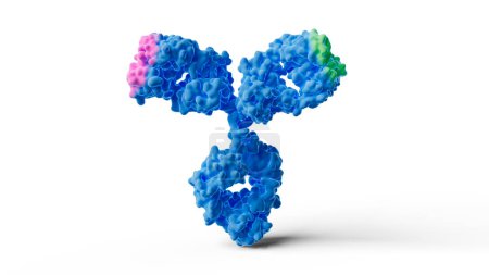 Téléchargez les photos : Illustration d'un anticorps bisspécifique montrant deux sites distincts de liaison de l'antigène (rose et vert) dans la structure des anticorps - en image libre de droit
