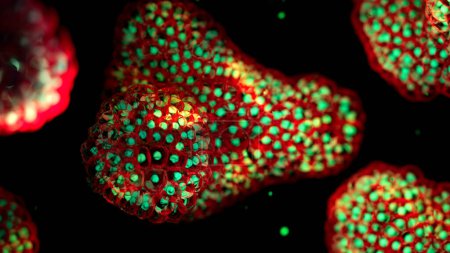 Ilustración basada en micrografías de luz fluorescente de organoides. Los núcleos celulares son verdes y las membranas celulares rojas. Los organoides son versiones tridimensionales, en miniatura y simplificadas de órganos cultivados en el laboratorio..