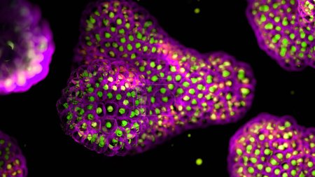 Ilustración basada en micrografías de luz fluorescente de organoides. Los núcleos celulares son verde y las membranas celulares púrpura. Los organoides son versiones tridimensionales, en miniatura y simplificadas de órganos cultivados en el laboratorio.. 