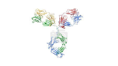 Téléchargez les photos : Illustration de la structure protéique du ruban d'un anticorps d'immunoglobuline humaine G1 (IgG1). Les couleurs représentent les deux chaînes légères (jaune et rouge) et deux chaînes lourdes (bleu et vert) de l'anticorps. - en image libre de droit