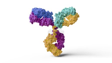 Photo for Illustration of a human IgG1 (immunoglobulin G1) antibody. Colours represent the two light chains (blue and cyan) and two heavy chains (purple and yellow) of the antibody. - Royalty Free Image