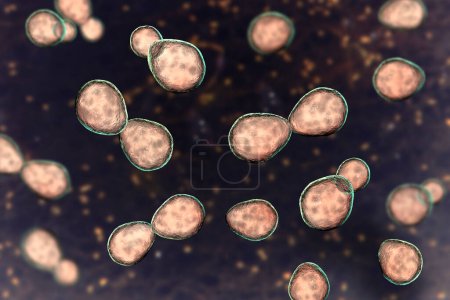 Téléchargez les photos : Illustration de l'histoplasma capsulatum, un champignon parasite dimorphe ressemblant à une levure qui peut causer une infection pulmonaire histoplasmose. La forme de levure représentée est généralement trouvée dans les tissus hôtes. - en image libre de droit