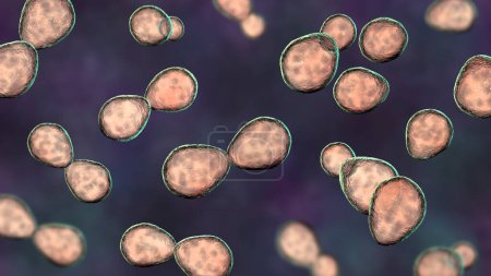 Photo for Illustration of histoplasma capsulatum, a parasitic yeast-like dimorphic fungus that can cause lung infection histoplasmosis. The yeast form depicted is typically found in host tissues. - Royalty Free Image