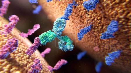Téléchargez les photos : Illustration d'un anticorps bisspécifique (vert et bleu clair) se liant à deux protéines membranaires différentes (rose et bleu foncé)). - en image libre de droit