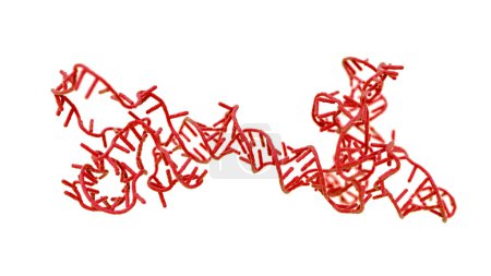 Téléchargez les photos : Illustration d'un obélisque à ARN (acide ribonucléique). Les obélisques à ARN sont des fragments d'ARN de type viroïde qui se répliquent dans les bactéries de la bouche et de l'intestin humains.. - en image libre de droit