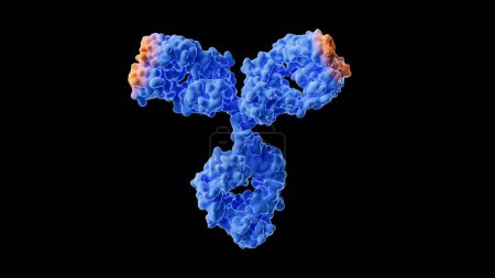 Illustration von Antikörpern anhand der 3D-Struktur des menschlichen Immunglobulins G1 (IGG1)).