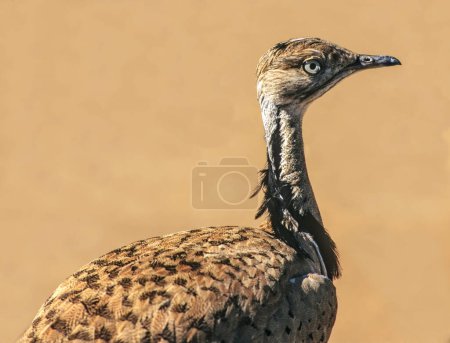 Photo for Courtship display of a male Macqueen's bustard (Chlamydotis macqueenii). This bird is native to the desert and steppe regions of Asia, west from the Sinai Peninsula extending across Kazakhstan east to Mongolia. I - Royalty Free Image