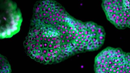 Téléchargez les photos : Illustration basée sur des micrographies de lumière de fluorescence d'organoïdes. Les noyaux cellulaires sont violets et les membranes cellulaires vertes. Les organoïdes sont des versions tridimensionnelles, miniatures et simplifiées d'organes cultivés en laboratoire.. - en image libre de droit