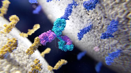 Illustration eines bispezifischen Antikörpers (rosa und grün), der an zwei verschiedene Membranproteine (gelb und blau) bindet).