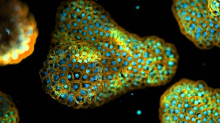 Illustration basée sur des micrographies de lumière de fluorescence d'organoïdes. Les noyaux cellulaires sont rouges et les membranes cellulaires bleues. Les organoïdes sont des versions tridimensionnelles, miniatures et simplifiées d'organes cultivés en laboratoire..