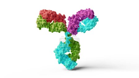 Téléchargez les photos : Illustration d'un anticorps IgG1 humain (immunoglobuline G1). Les couleurs représentent les deux chaînes légères (rouge et violet) et deux chaînes lourdes (cyan et vert) de l'anticorps. - en image libre de droit