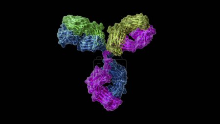 Téléchargez les photos : Illustration d'un anticorps IgG1 humain (immunoglobuline G1). Les couleurs représentent les deux chaînes légères (vert et jaune) et deux chaînes lourdes (bleu et violet) de l'anticorps. - en image libre de droit