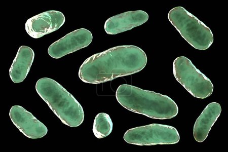 Photo for Illustration of haemophilus influenzae bacteria, known for causing respiratory infections like pneumonia and meningitis. - Royalty Free Image