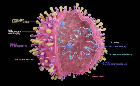 Téléchargez les photos : Structure du virus respiratoire syncytial (VRS) avec texte : protéines d'enveloppe G, F, SH et à l'intérieur de l'ARN, protéines N, P, L et M. Le virus du VRS peut causer des infections respiratoires. - en image libre de droit