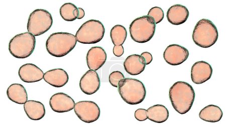 Illustration of histoplasma capsulatum, a parasitic yeast-like dimorphic fungus that can cause lung infection histoplasmosis. The yeast form depicted is typically found in host tissues.