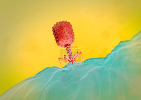 Illustration d'un bactériophage Escherichia virus T4 sur une bactérie E. coli. Le bactériophage, ou phage, infecte et réplique à l'intérieur des bactéries et peut être utilisé pour la phagothérapie.