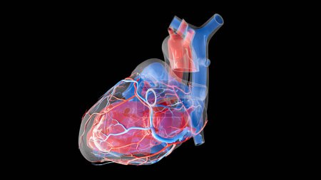 Téléchargez les photos : Illustration de l'approvisionnement en sang du cœur humain et des structures internes. L'oreillette gauche, le ventricule gauche et les artères coronaires sont représentés en rouge, et l'oreillette droite, le ventricule droit et les veines cardiaques sont représentés en bleu. - en image libre de droit