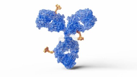 Illustration von Antikörper-Wirkstoff-Konjugaten. Antikörper-Wirkstoffkonjugate können aus einem monoklonalen Antikörper (blau) und einer zytotoxischen Nutzlast (orange) bestehen, um bestimmte Zellen im Körper anzugreifen und zu zerstören.