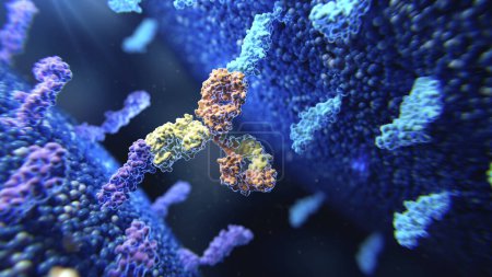 Téléchargez les photos : Illustration d'un anticorps bisspécifique (jaune et orange) se liant à deux protéines membranaires différentes (violet et bleu)). - en image libre de droit