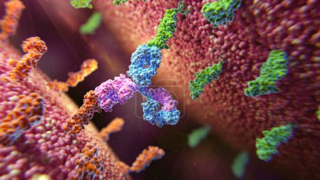 Téléchargez les photos : Illustration d'un anticorps bisspécifique (bleu et violet) se liant à deux protéines membranaires différentes (vert et orange)). - en image libre de droit