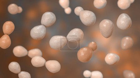 Illustration de l'histoplasma capsulatum, un champignon parasite dimorphe ressemblant à une levure qui peut causer une infection pulmonaire histoplasmose. La forme de levure représentée est généralement trouvée dans les tissus hôtes.