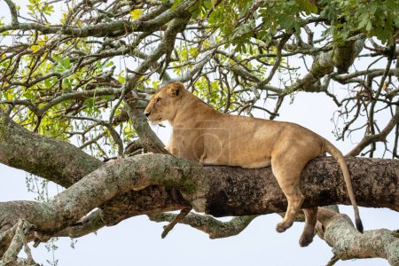 Téléchargez les photos : Lionne reposant dans un arbre. Photographié au parc national du lac Manyara, Arusha, Tanzanie. - en image libre de droit