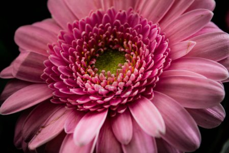 Photo for A macro shot of blooming pink Gerbera flower in the flower shop - Royalty Free Image