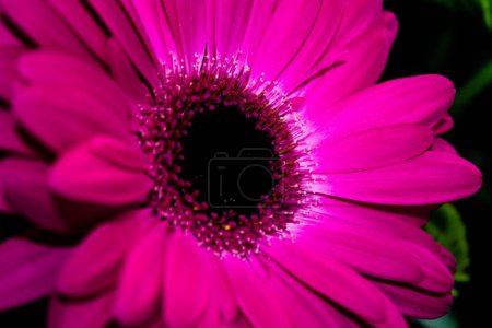 Photo for A macro shot of blooming pink Gerbera flower - Royalty Free Image