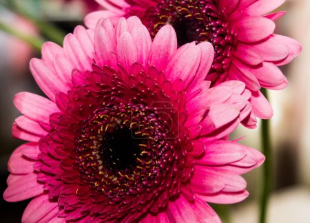 Photo for A closeup of two beautiful pink Barberton daisy (Gebera Jamesonii) flowers with a blurred background - Royalty Free Image