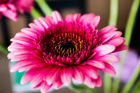 Photo for A closeup of a beautiful pink Barberton daisy (Gebera Jamesonii) flower with a blurred background - Royalty Free Image