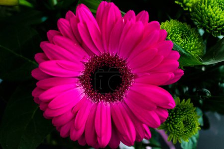 Photo for A blooming pink Gerbera flower in the flower shop - Royalty Free Image