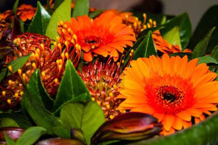 Photo for Orange gerbera flowers bouquet, close up. Floral background - Royalty Free Image