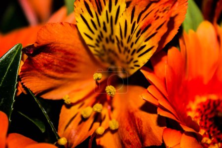 Photo for Close up of a beautiful orange alstroemeria flower in bloom - Royalty Free Image