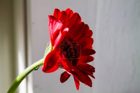 Photo for Red gerbera flower on the windowsill in the morning. - Royalty Free Image