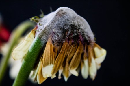 Photo for Moldy flower on a black background. Close-up. - Royalty Free Image