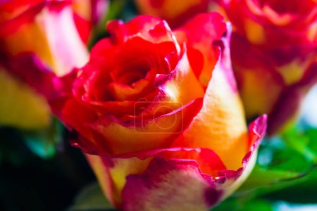 Photo for Close up of red and yellow roses. Red and yellow roses. - Royalty Free Image