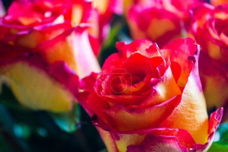 Photo for Close up of red and yellow roses bouquet, shallow depth of field - Royalty Free Image